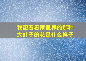 我想看看家里养的那种大叶子的花是什么样子