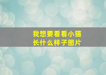 我想要看看小猫长什么样子图片