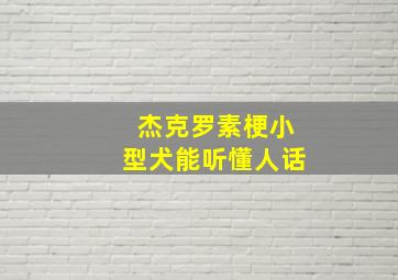 杰克罗素梗小型犬能听懂人话