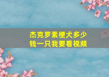 杰克罗素梗犬多少钱一只我要看视频