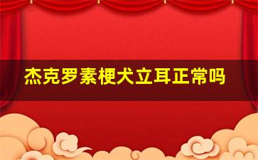 杰克罗素梗犬立耳正常吗