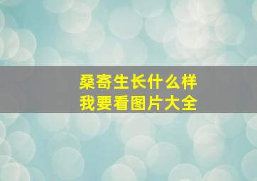 桑寄生长什么样我要看图片大全