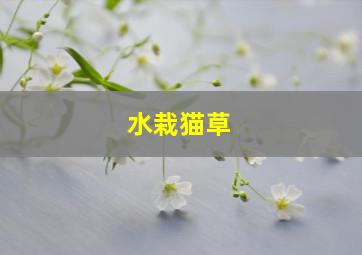 水栽猫草