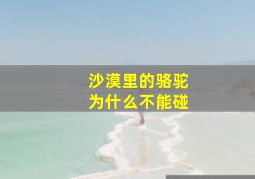 沙漠里的骆驼为什么不能碰