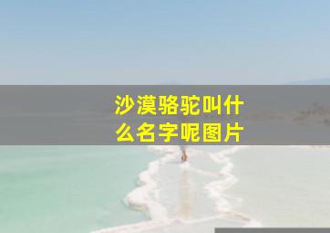 沙漠骆驼叫什么名字呢图片