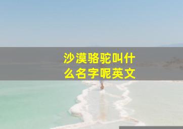 沙漠骆驼叫什么名字呢英文