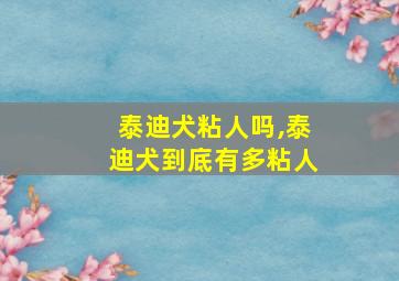 泰迪犬粘人吗,泰迪犬到底有多粘人