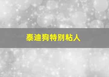 泰迪狗特别粘人