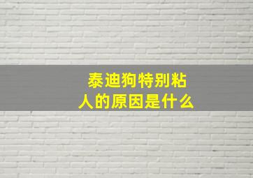 泰迪狗特别粘人的原因是什么