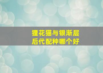 狸花猫与银渐层后代配种哪个好