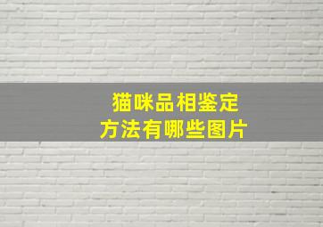 猫咪品相鉴定方法有哪些图片