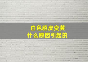 白色貂皮变黄什么原因引起的