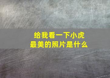 给我看一下小虎最美的照片是什么