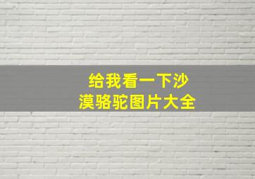 给我看一下沙漠骆驼图片大全