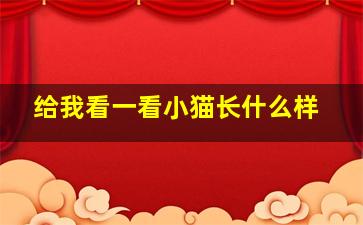 给我看一看小猫长什么样