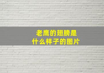 老鹰的翅膀是什么样子的图片