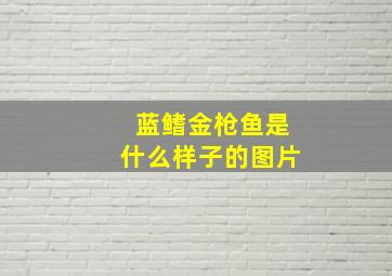 蓝鳍金枪鱼是什么样子的图片