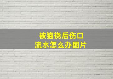 被猫挠后伤口流水怎么办图片