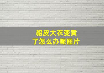 貂皮大衣变黄了怎么办呢图片