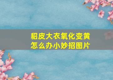 貂皮大衣氧化变黄怎么办小妙招图片