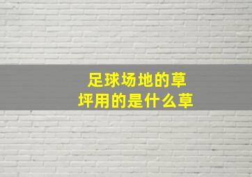 足球场地的草坪用的是什么草