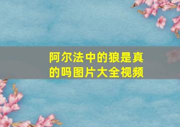 阿尔法中的狼是真的吗图片大全视频