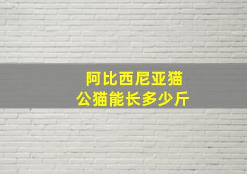 阿比西尼亚猫公猫能长多少斤