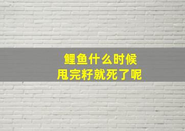 鲤鱼什么时候甩完籽就死了呢