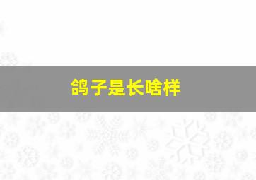 鸽子是长啥样