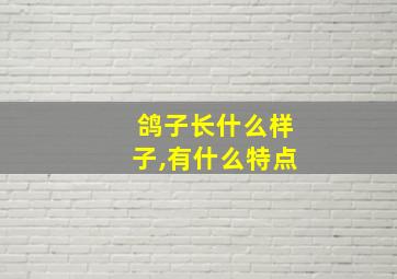 鸽子长什么样子,有什么特点