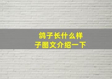 鸽子长什么样子图文介绍一下