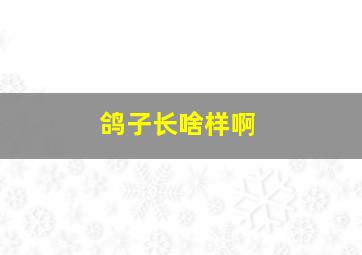 鸽子长啥样啊