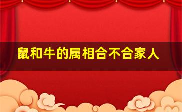 鼠和牛的属相合不合家人