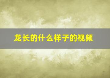 龙长的什么样子的视频